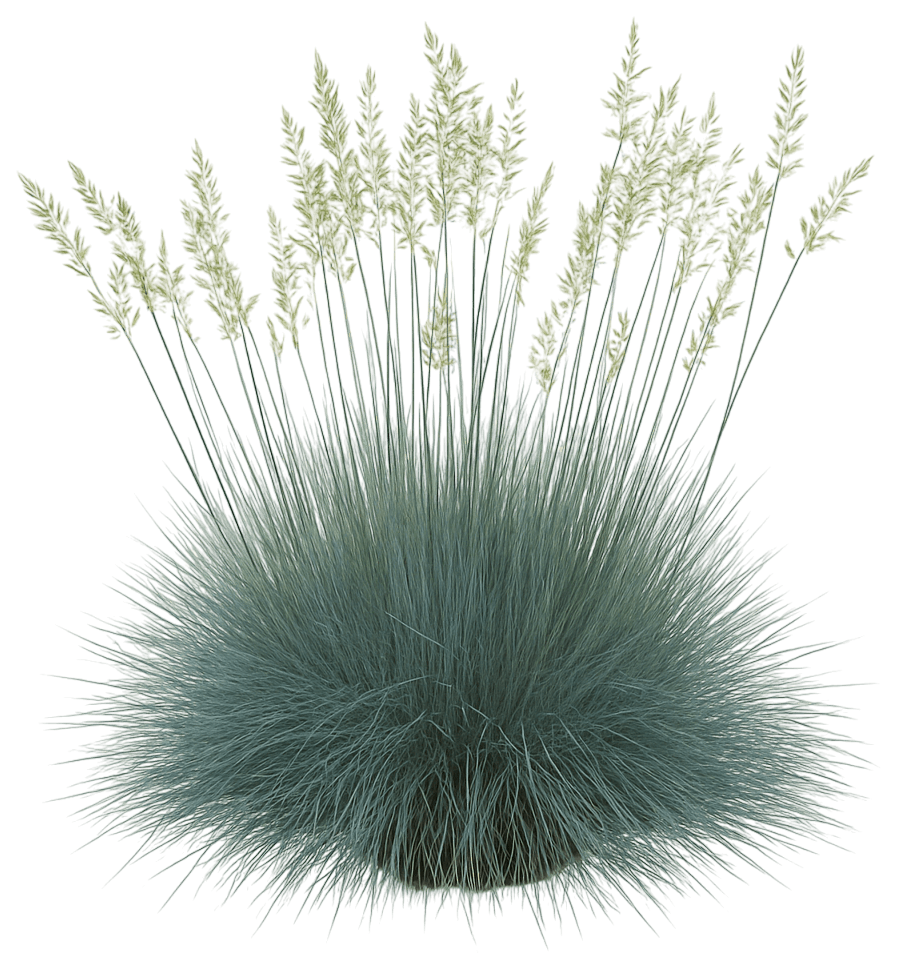 Idaho Fescue 'Siskiyou Blue' (Festuca Idahoensis 'Siskiyou Blue') - Grasses