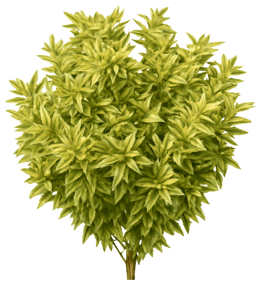 Citrus Swizzle® Dwarf Forsythia 'Mckcitrine' Citrus Swizzle® Citrus Swizzle® (Forsythia 'Mckcitrine') - Ground Layers