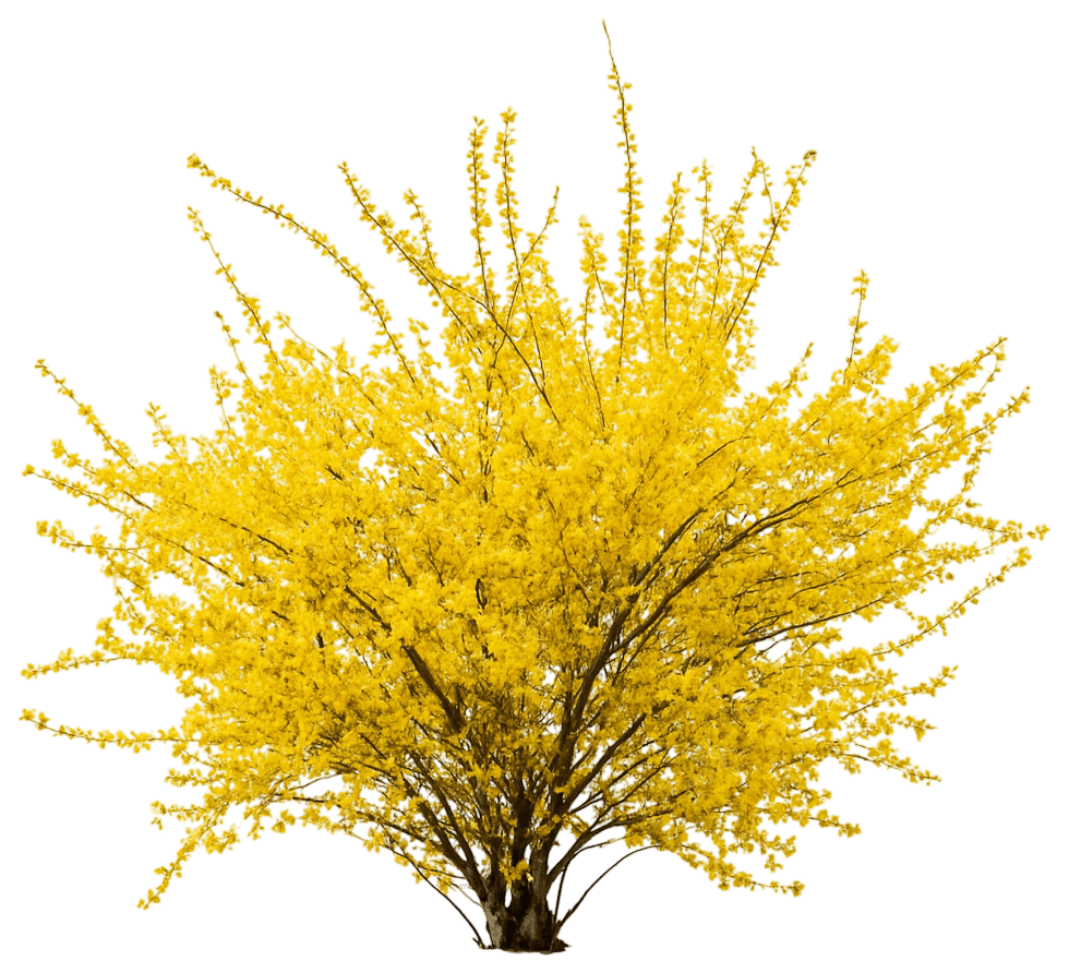 Forsythia 'Spring Glory' (Forsythia X Intermedia 'Spring Glory') - Ground Layers