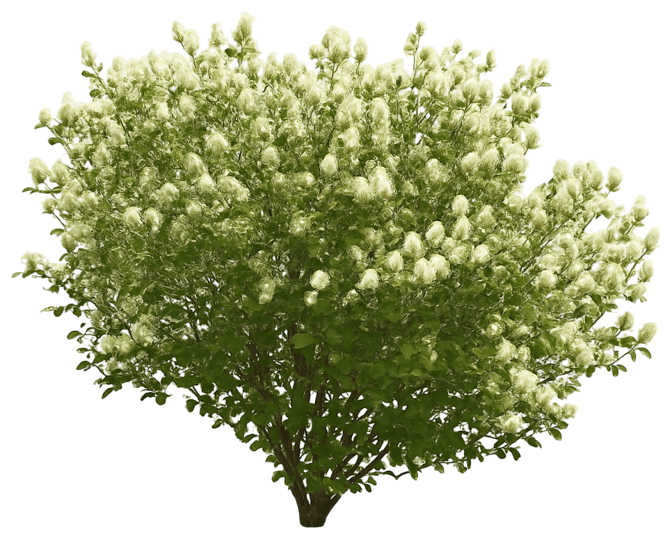 Dwarf Fothergilla Bottlebrush 'Mount Airy' (Fothergilla Major 'Mount Airy') - Ground Layers