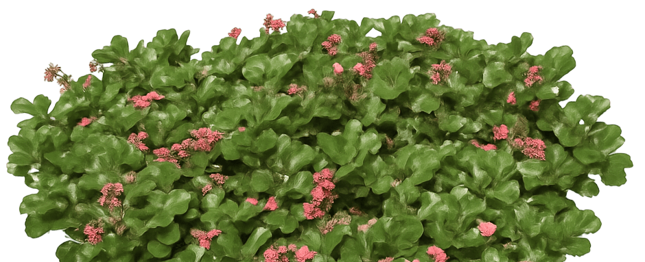 Groundcover Strawberry 'Lipstick' (Fragaria 'Lipstick') - Perennials