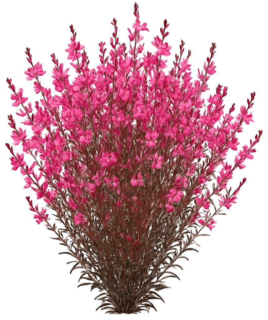 Pink Whirling Butterflies 'Bantam® Iris Pink' (Gaura Lindheimeri 'Bantam® Iris Pink') - Perennials