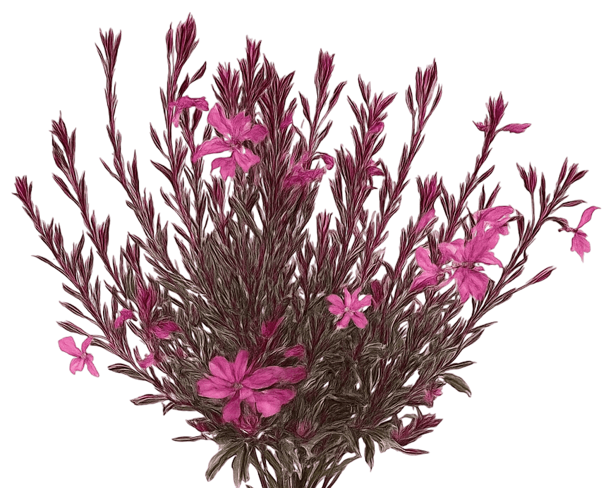 Wand Flower 'Graceful Magic' (Gaura Lindheimeri 'Graceful Magic') - Perennials