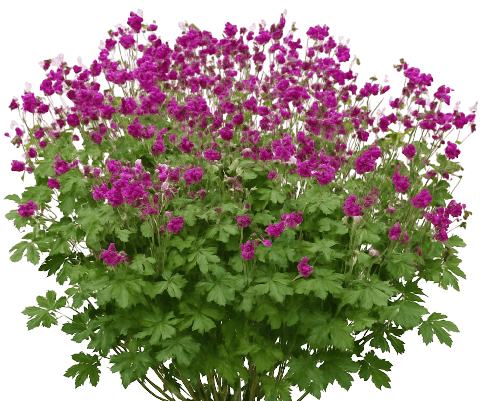 Hardy Geranium Cranesbill 'Bevans' (Geranium Macrorrhizum 'Bevans') - Perennials