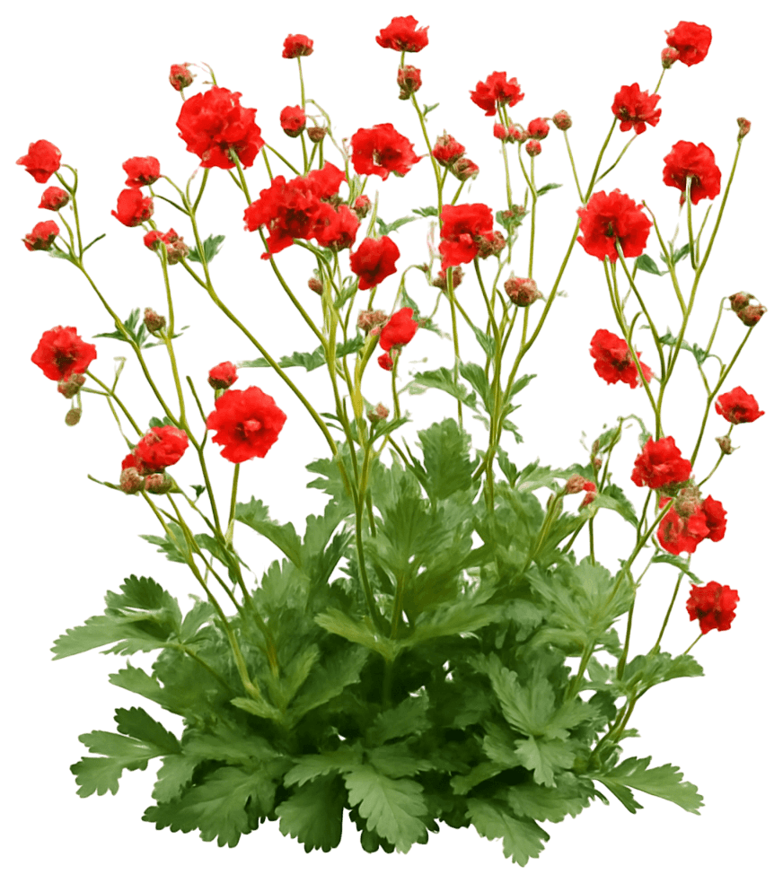 Avens 'Blazing Sunset' (Geum Chiloense 'Blazing Sunset') - Perennials