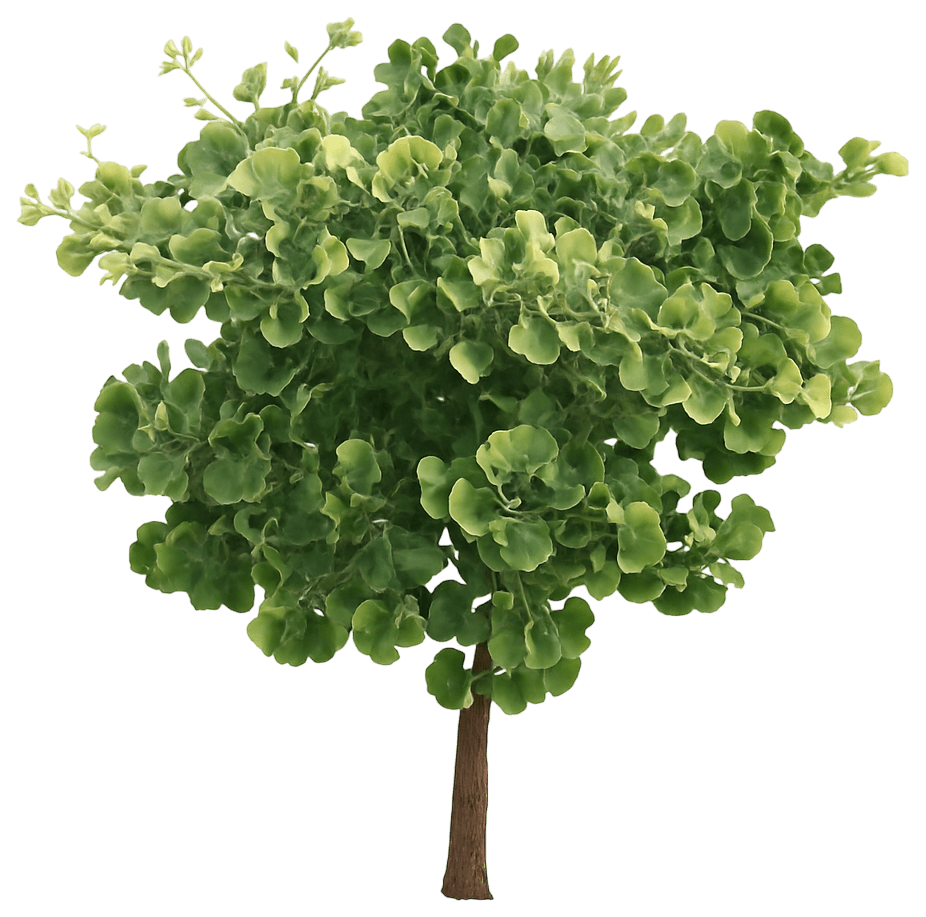 Maidenhair Tree 'Golden Colonnade' (Ginkgo Biloba 'Golden Colonnade') - Shade Trees