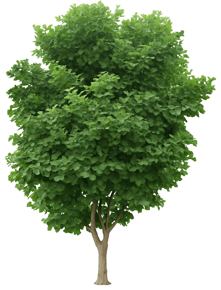Dwarf Maidenhair Tree 'Jade Butterfly' (Ginkgo Biloba 'Jade Butterfly') - Shade Trees