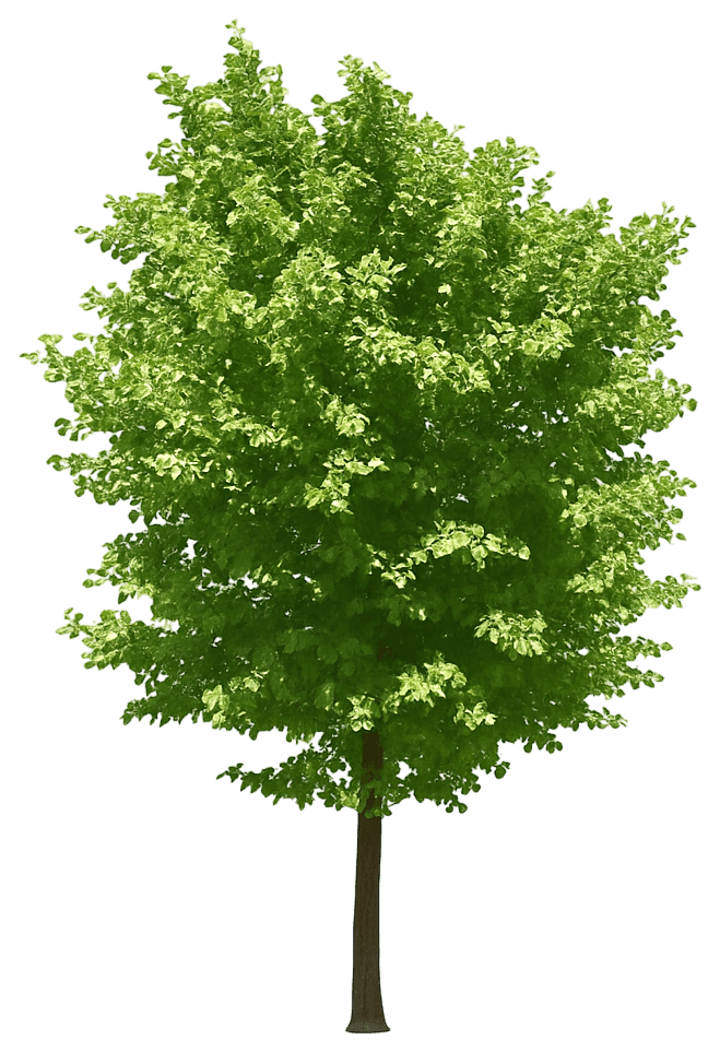Maidenhair Tree 'Saratoga' (Ginkgo Biloba 'Saratoga') - Shade Trees
