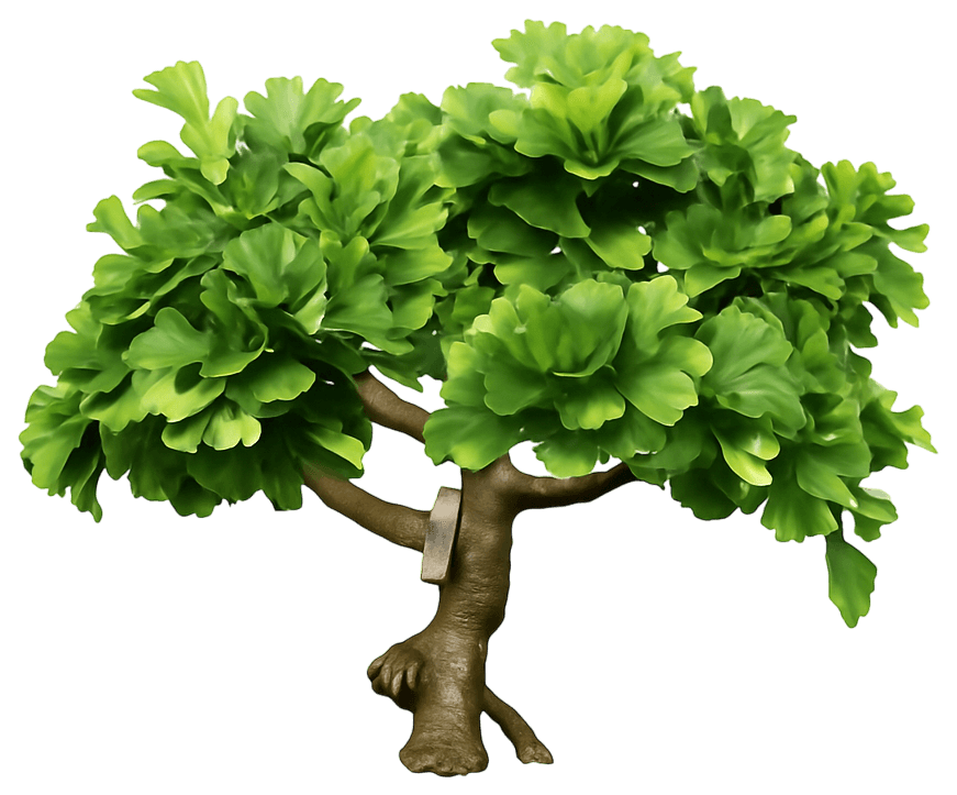 Dwarf Maidenhair Tree 'Troll' (Ginkgo Biloba 'Troll') - Shade Trees