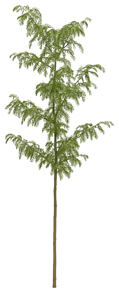 Northern Sentinel™ Honeylocust 'Jfs Gmorgenson1' Northern Sentinel™ Northern Sentinel™ (Gleditsia Triacanthos 'Jfs Gmorgenson1') - Shade Trees