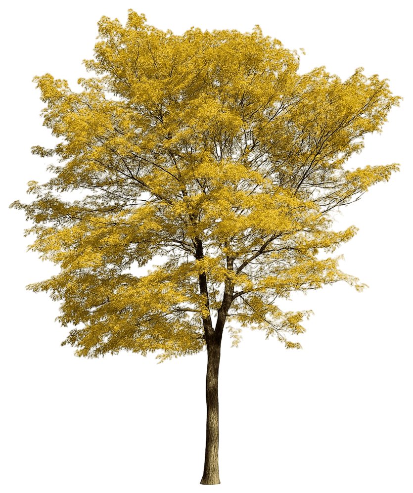 Honeylocust 'Harve' Northern Acclaim® Northern Acclaim® (Gleditsia Triacanthos Var. Inermis 'Harve') - Shade Trees