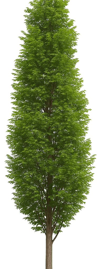 Columnar Kentucky Coffee Tree 'Morton' Skinny Latte™ Skinny Latte™ (Gymnocladus Dioicus 'Morton') - Shade Trees