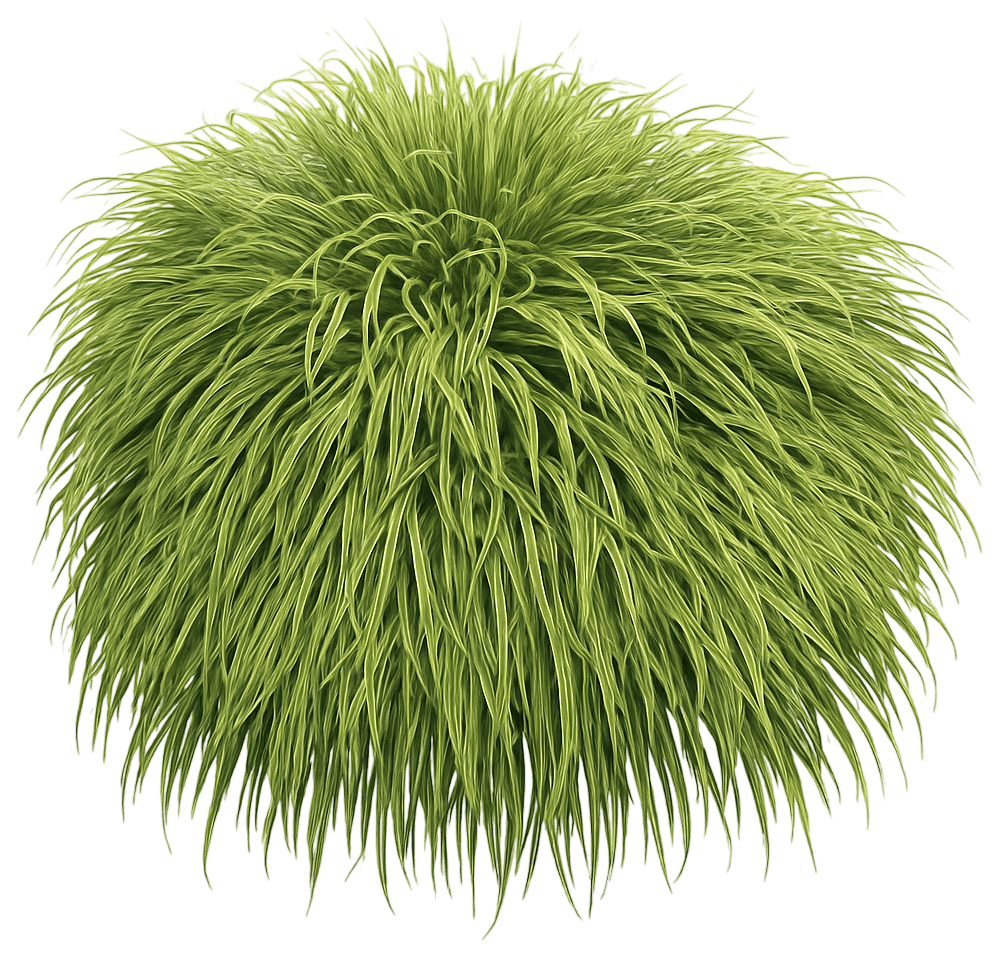 Japanese Forest Grass 'Albo Striata' (Hakonechloa Macra 'Albo Striata') - Grasses