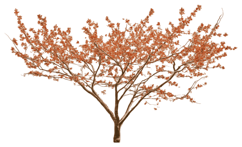 Red Blooming Witch Hazel 'Diane' (Hamamelis Intermedia 'Diane') - Flowering Trees