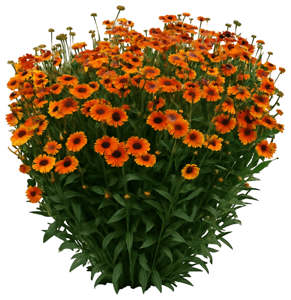 Sneezeweed 'Helbro' (Helenium Mardi Gras Pp15124 'Helbro') - Perennials