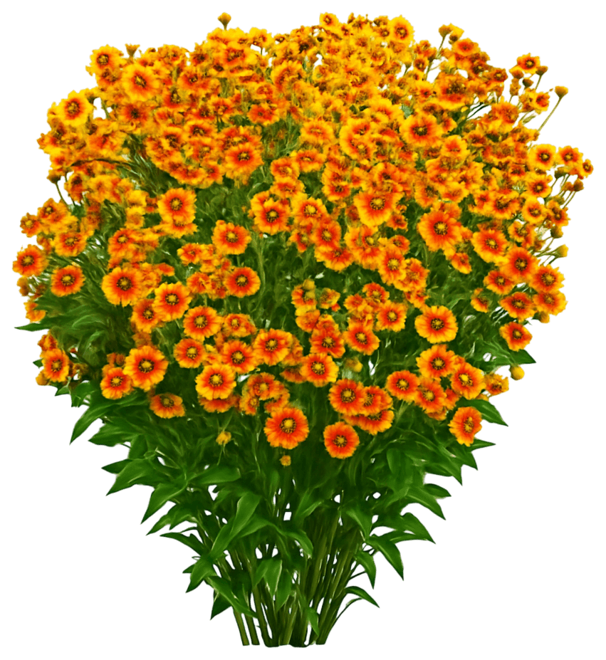 Sneezeweed (Helenium Mariachi™ ‘Fuego’) - Perennials