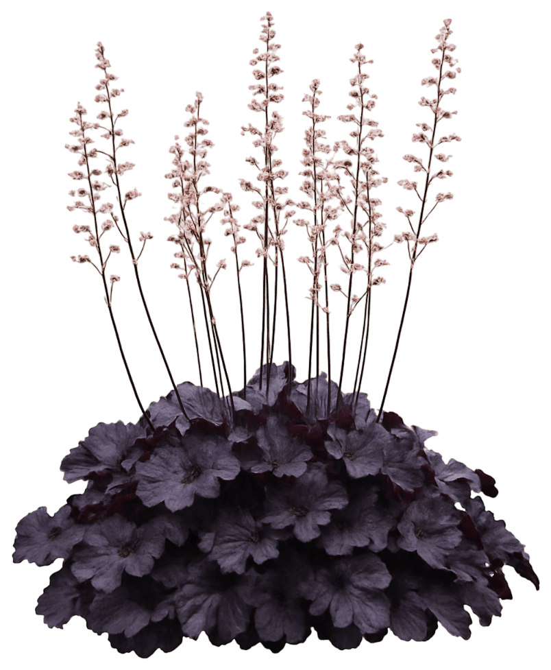 Purple Coral Bells 'Grape Expectations' (Heuchera Pp26894 'Grape Expectations') - Perennials