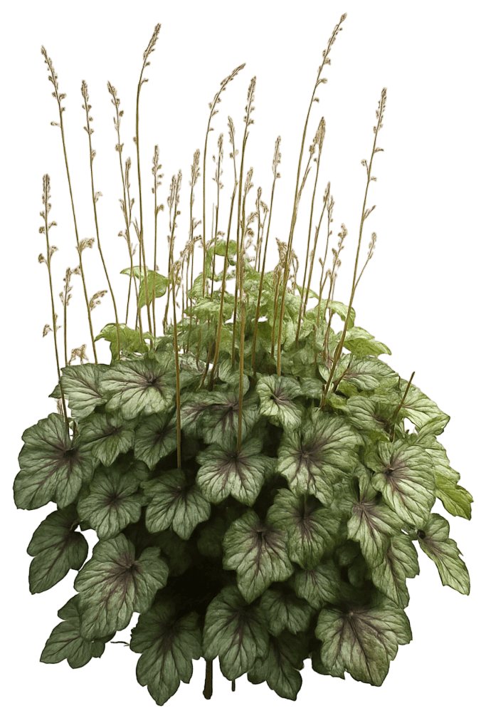 Green-Silver Coral Bells 'Green Spice' (Heuchera 'Green Spice') - Perennials