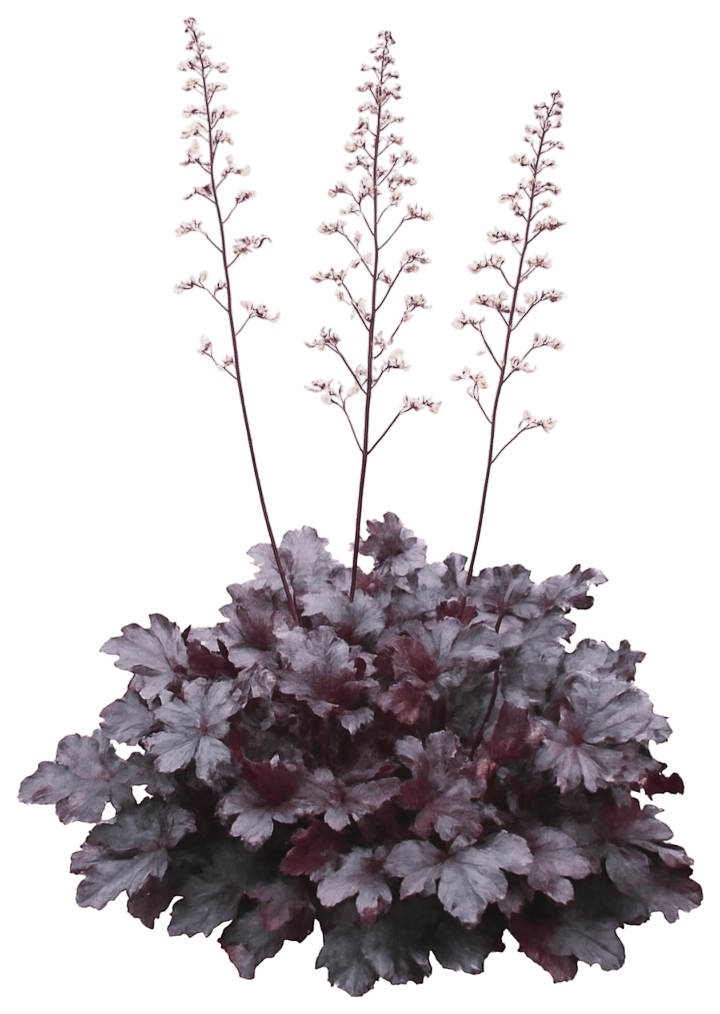 Coral Bells 'Purple Petticoats' (Heuchera 'Purple Petticoats') - Perennials