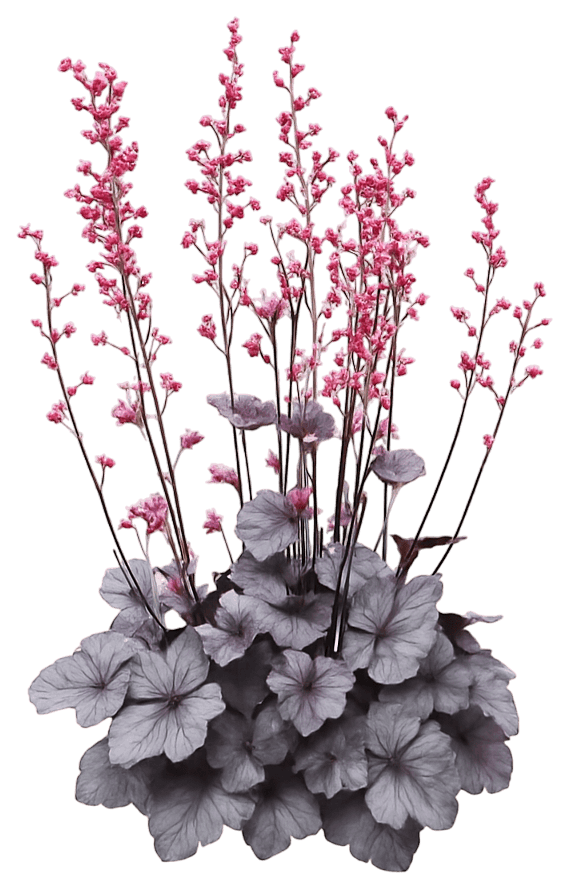 Silver-Purple Coral Bells 'Silver Gumdrop' (Heuchera Dolce® Pp29207 'Silver Gumdrop') - Perennials