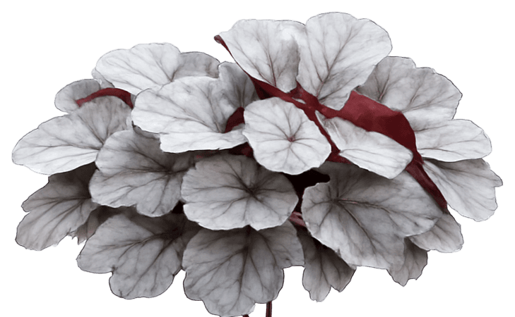 Silver Coral Bells 'Silverberry' (Heuchera Indian Summer™ 'Silverberry') - Perennials