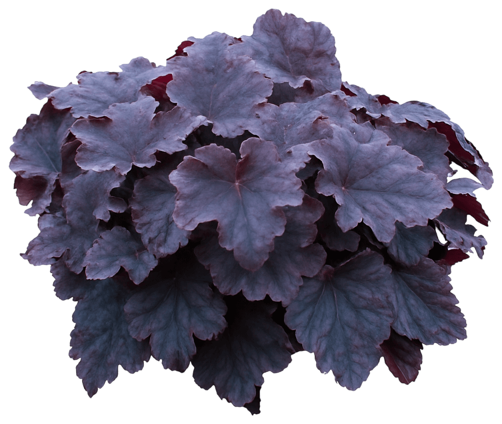 Dark Purple Coral Bells 'Tnheuneb' (Heuchera Northern Exposure™ Pp30583 Black 'Tnheuneb') - Perennials