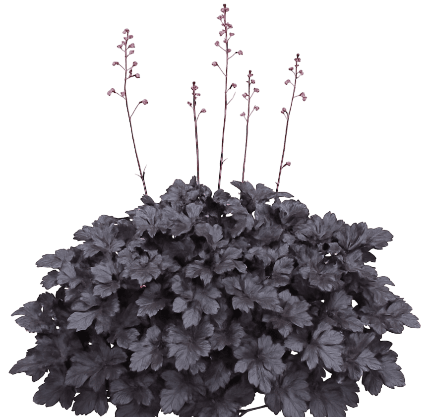 Black-Purple Coral Bells 'Black Pearl' (Heuchera Primo® Pp29395 'Black Pearl') - Perennials