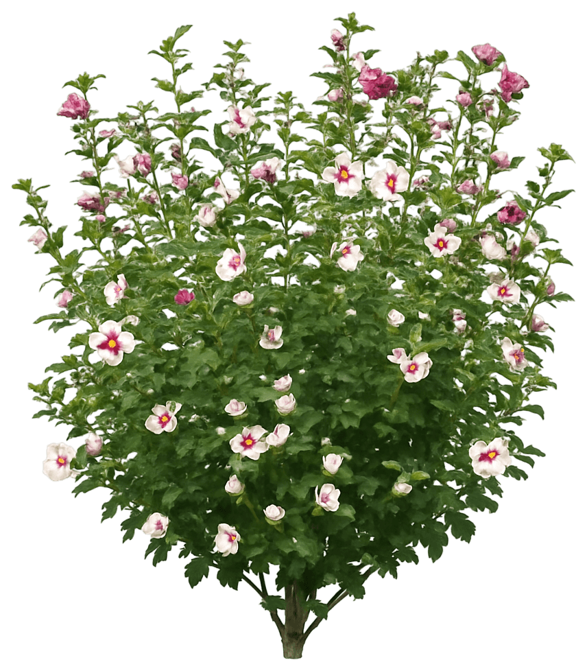 Dwarf Rose Of Sharon 'Antong Two' Pp19547 Lil'Kim® Pp19547 Lil'Kim® (Hibiscus Syriacus 'Antong Two') - Flowering Trees