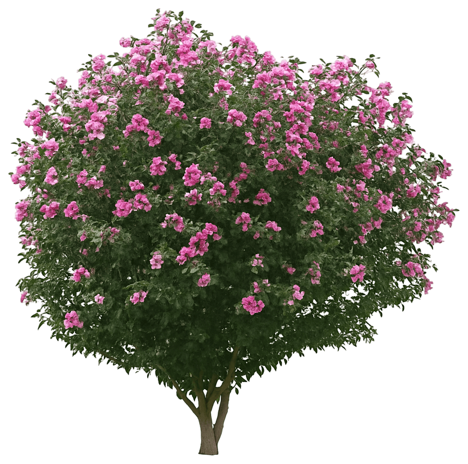 Double Pink Rose Of Sharon 'Collie Mullens' (Hibiscus Syriacus 'Collie Mullens') - Flowering Trees