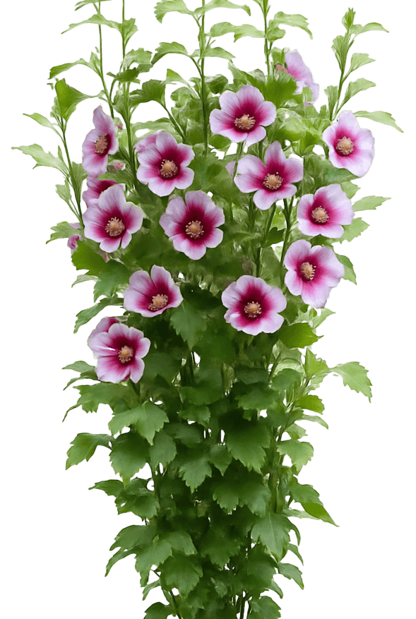 Columnar Rose Of Sharon 'Gandini Santiago' Pp25568 Purple Pillar® Pp25568 Purple Pillar® (Hibiscus Syriacus 'Gandini Santiago') - Flowering Trees