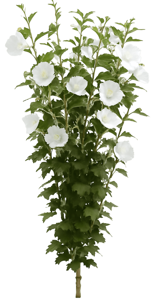 Columnar Rose Of Sharon 'Gandini Van Aart' Pp28892 White Pillar® Pp28892 White Pillar® (Hibiscus Syriacus 'Gandini Van Aart') - Flowering Trees