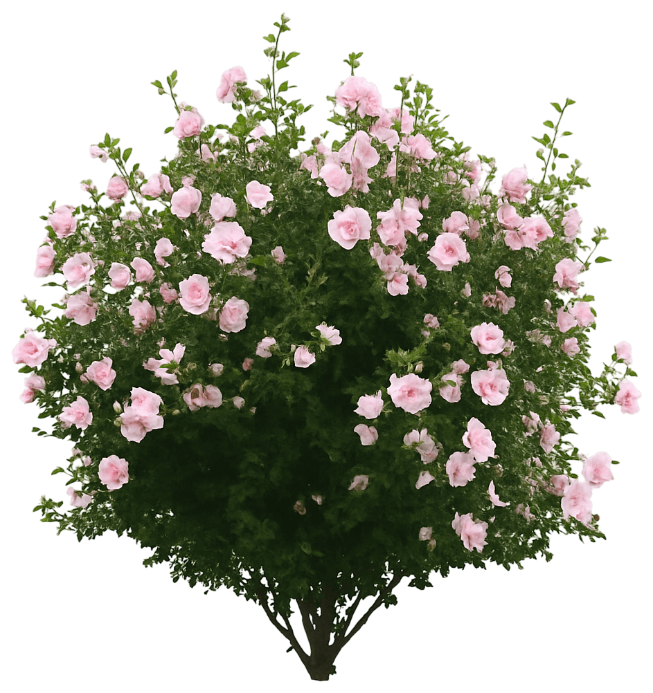 Rose Of Sharon 'Jwnwood4' (Hibiscus Syriacus Pp24336 Pink Chiffon 'Jwnwood4') - Flowering Trees