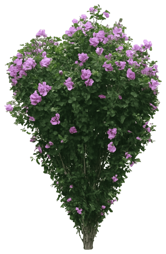 First Editions® Rose Of Sharon 'Mineru' Tahiti™ Tahiti™ (Hibiscus Syriacus 'Mineru') - Flowering Trees