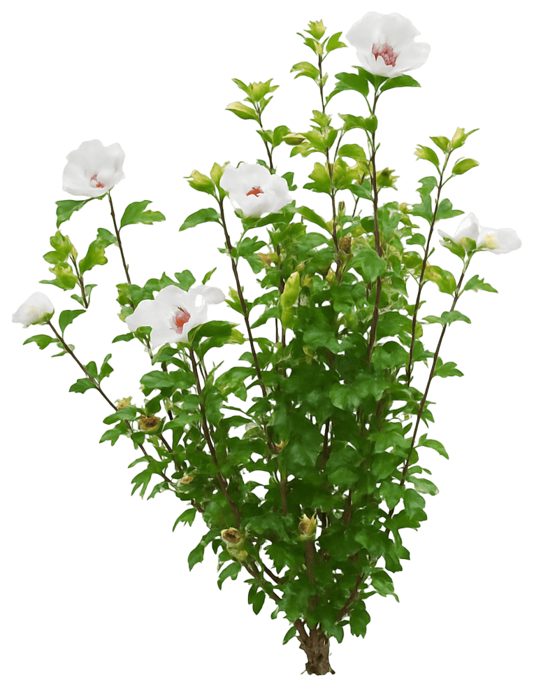 First Editions® Rose Of Sharon 'Minfren' Bali™ Bali™ (Hibiscus Syriacus 'Minfren') - Flowering Trees