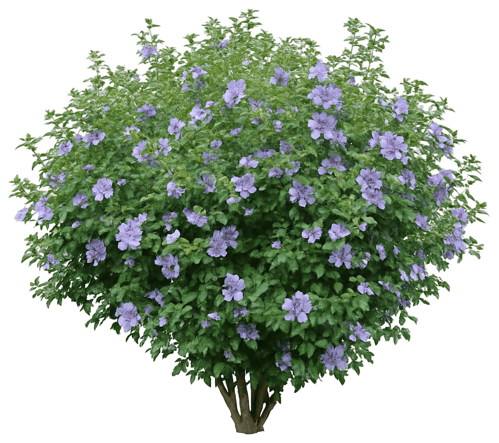 Rose Of Sharon 'Notwoodthree' Pp20574 Blue Chiffon® Pp20574 Blue Chiffon® (Hibiscus Syriacus 'Notwoodthree') - Flowering Trees