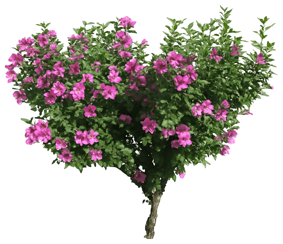 Rose Of Sharon 'Woodbridge' (Hibiscus Syriacus Tree Form 'Woodbridge') - Flowering Trees