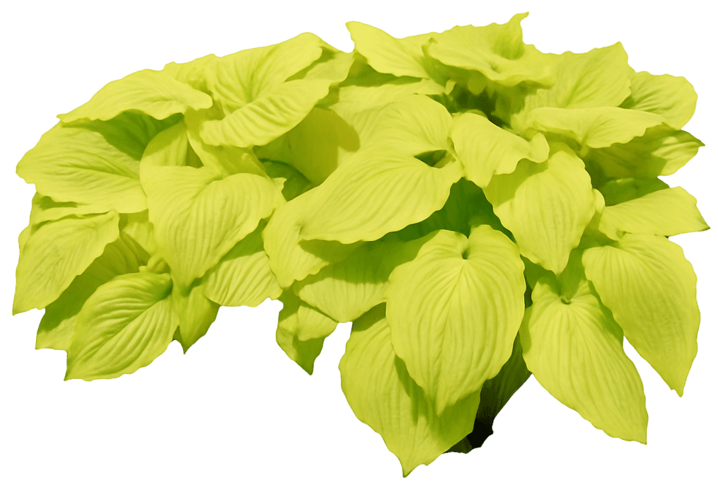 Hosta Plantain Lily 'Dancing Queen' (Hosta 'Dancing Queen') - Perennials