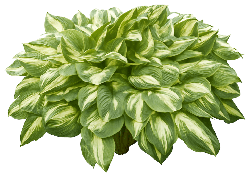 Hosta Plantain Lily 'Vulcan' (Hosta 'Vulcan') - Perennials