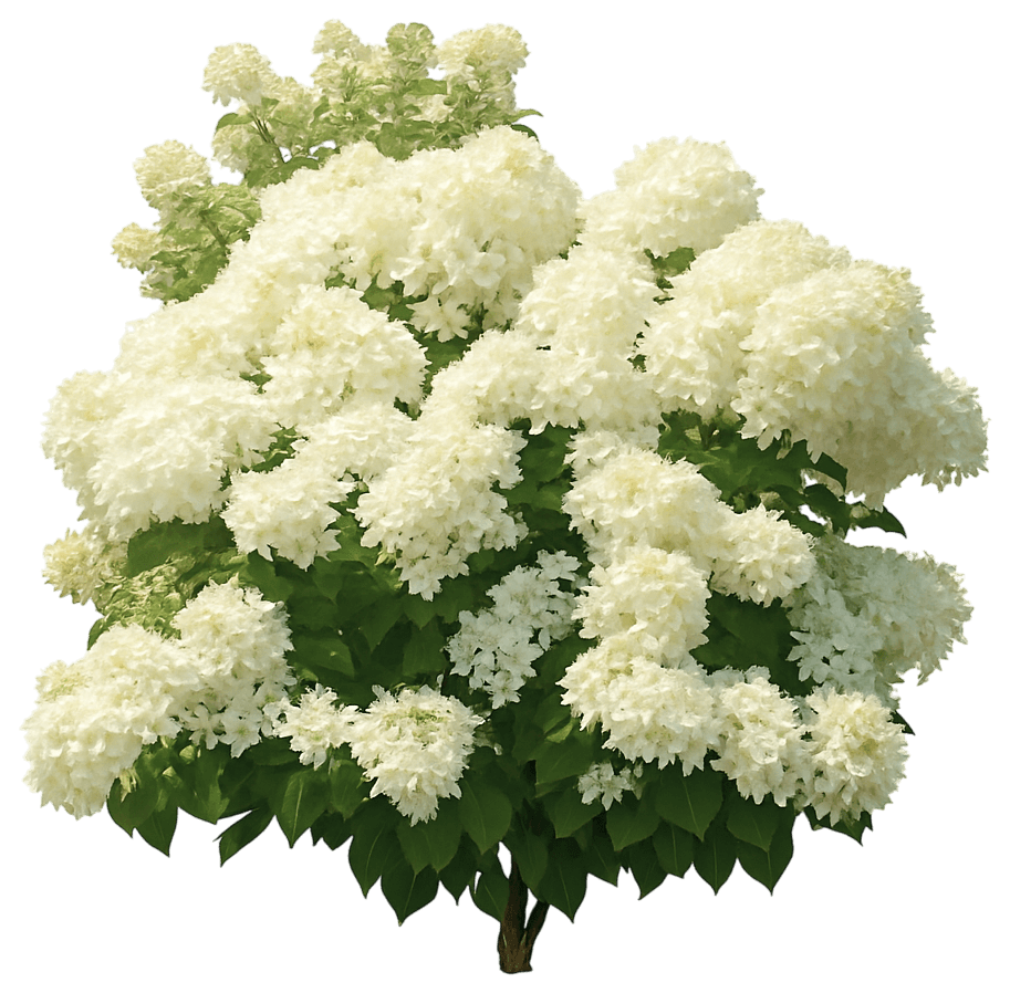 Panicle Hydrangea 'Nchp1' Ppaf Puffer Fish™ Ppaf Puffer Fish™ (Hydrangea Paniculata 'Nchp1') - Ground Layers