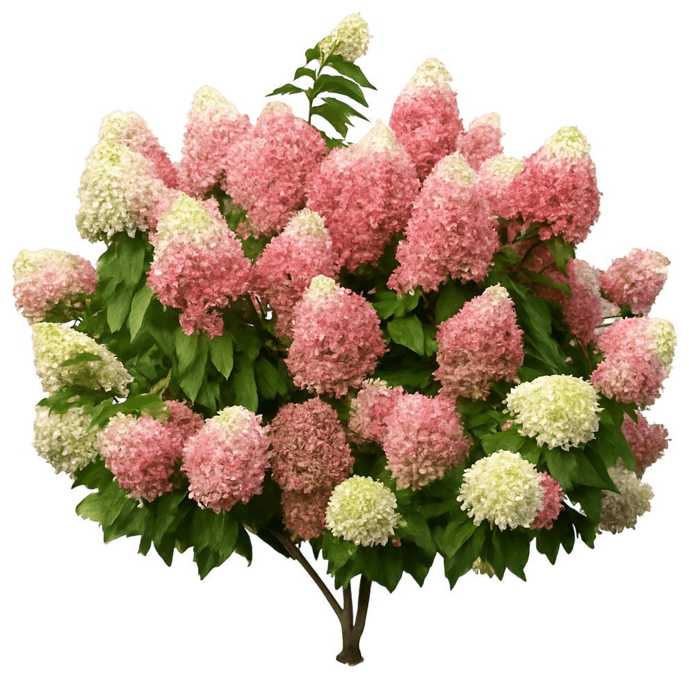 Panicle Hydrangea 'Smnhpm' Pp32513 Quick Fire Fab® Pp32513 Quick Fire Fab® (Hydrangea Paniculata 'Smnhpm') - Ground Layers