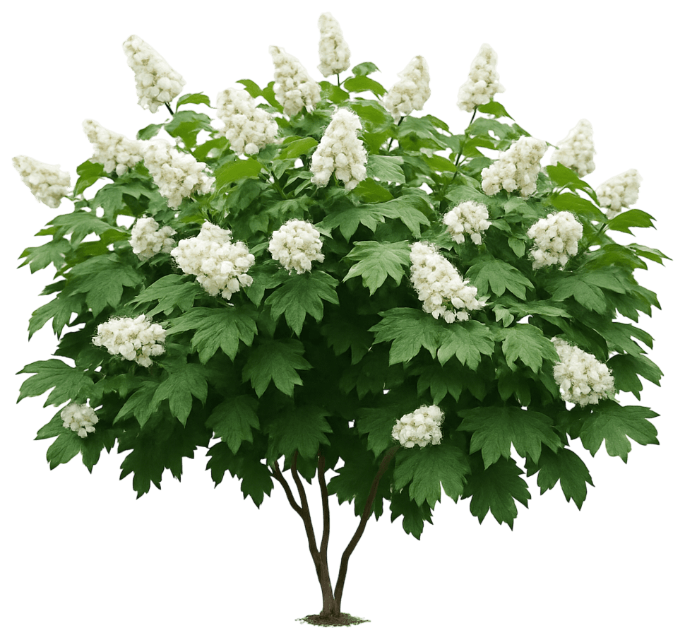 Oakleaf Hydrangea 'Flemygea' Snow Queen™ Snow Queen™ (Hydrangea Quercifolia 'Flemygea') - Ground Layers