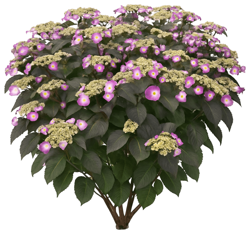 Mountain Hydrangea 'Mak20' Pp24820 Tuff Stuff™ Pp24820 Tuff Stuff™ (Hydrangea Serrata 'Mak20') - Perennials