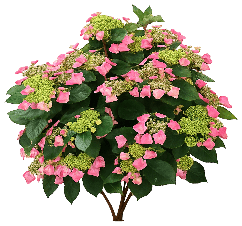 Mountain Hydrangea 'Smnhsg' Pp35034 Tuff Stuff Top Fun™ Pp35034 Tuff Stuff Top Fun™ (Hydrangea Serrata 'Smnhsg') - Perennials