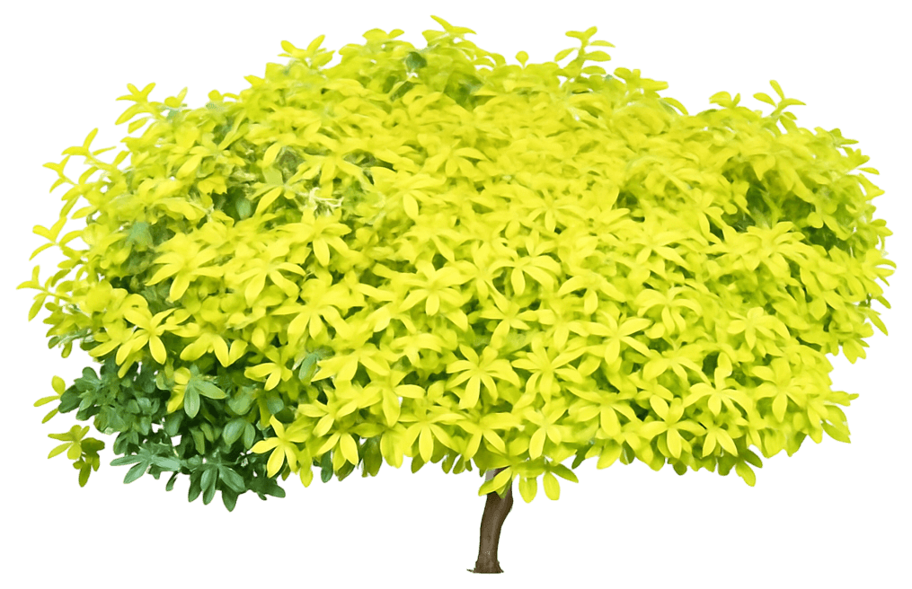 St. John'S Wort 'Brigadoon' (Hypericum Calycinum 'Brigadoon') - Ground Layers