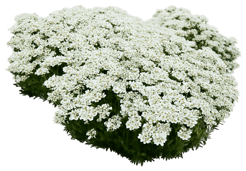Candytuft 'Snowsation' (Iberis Sempervirens 'Snowsation') - Perennials