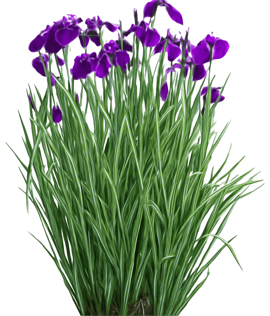 Variegated Japanese Water Iris (Iris Ensata Variegata) - Perennials