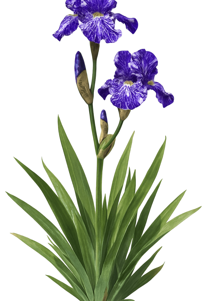 Bearded Iris 'Batik' (Iris Germanica 'Batik') - Perennials