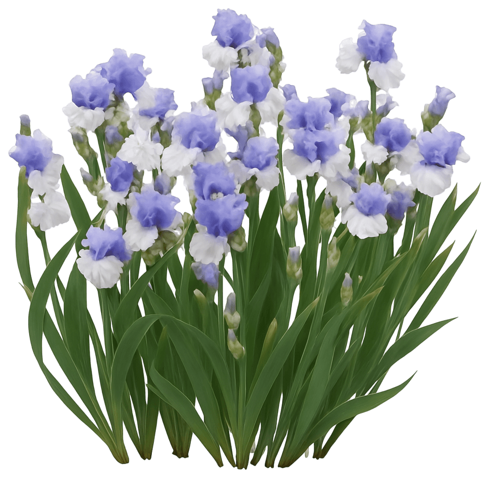 White-Blue Bicolor Bearded Iris 'Wintry Sky' (Iris Germanica 'Wintry Sky') - Perennials