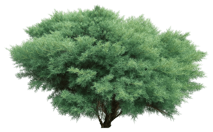 Chinese Juniper (Juniperus Chinensis ‘Smnjchm’ Montana Moss® Pp3170) - Evergreen Trees