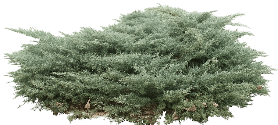 Juniperus Chinensis 'Angelica Blue' (Juniperus Chinensis 'Angelica Blue') - Evergreen Trees